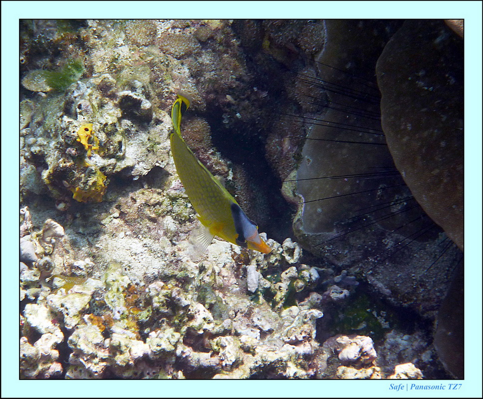 2011 - 03 - Koh Rok 16